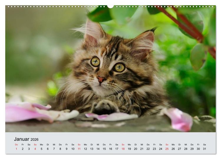 Produktbild: Katzen im Garten (Wandkalender 2026 DIN A2 quer), CALVENDO Monatskalender