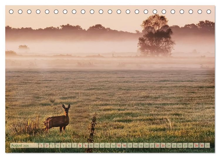 Produktbild: Morgengl&uuml;hen & Nebelschimmer (Tischkalender 2026 DIN A5 quer), CALVENDO Monatskalender