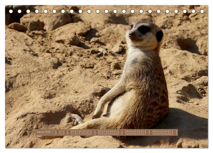 Produktbild: Erdm&auml;nnchen (Tischkalender 2026 DIN A5 quer), CALVENDO Monatskalender