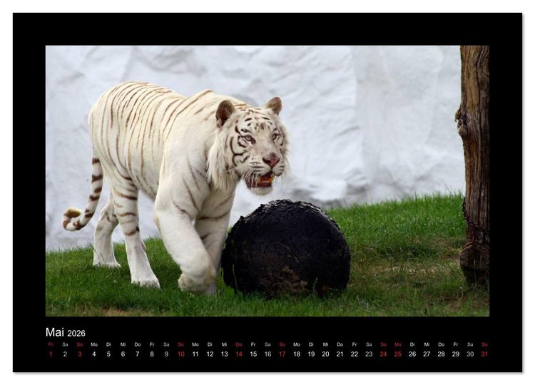 Produktbild: Welt der Katzen - Tiger (Wandkalender 2026 DIN A4 quer), CALVENDO Monatskalender