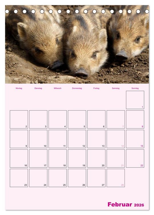Produktbild: Schweinischer Terminplaner (Tischkalender 2026 DIN A5 hoch), CALVENDO Monatskalender