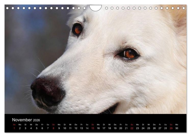 Produktbild: Wei&szlig;er Schweizer Sch&auml;ferhund (Wandkalender 2026 DIN A4 quer), CALVENDO Monatskalender