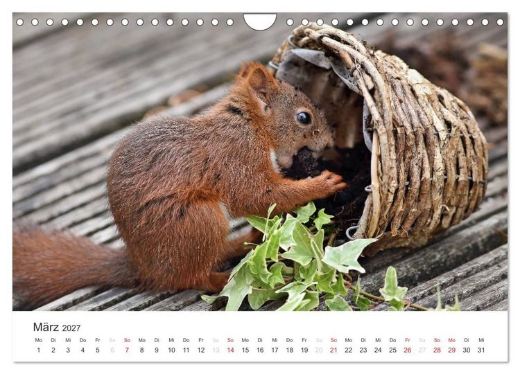 Produktbild: Eichh&ouml;rnchen Kinder (Wandkalender 2027 DIN A4 quer), CALVENDO Monatskalender