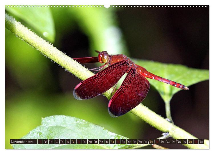 Produktbild: Borneo - Tierparadies Regenwald (hochwertiger Premium Wandkalender 2026 DIN A2 quer), Kunstdruck in Hochglanz