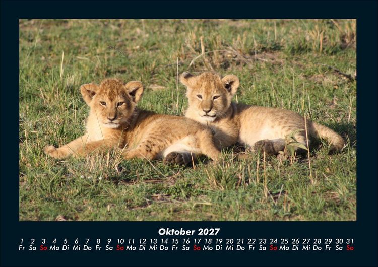 Produktbild: L&ouml;wen in der Wildnis 2027 Fotokalender DIN A4