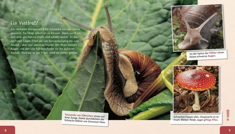 Produktbild: Meine gro&szlig;e Tierbibliothek: Die Schnecke