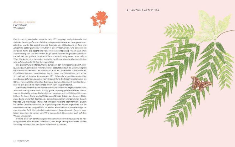 Produktbild: Arboretum. 70 B&auml;ume - 70 St&auml;dte