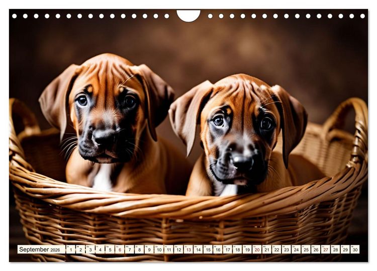 Produktbild: Rhodesian Ridgeback - Athlet mit R&uuml;ckenkamm (Wandkalender 2026 DIN A4 quer), CALVENDO Monatskalender