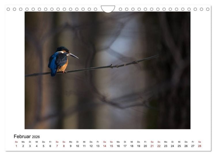 Produktbild: Nymphenburger Park (Wandkalender 2026 DIN A4 quer), CALVENDO Monatskalender
