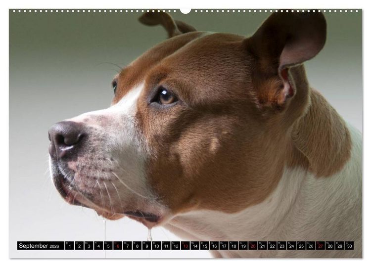 Produktbild: Pit Bull und Co. - Geliebt, gef&uuml;rchtet, missverstanden (hochwertiger Premium Wandkalender 2026 DIN A2 quer), Kunstdruck in Hochglanz