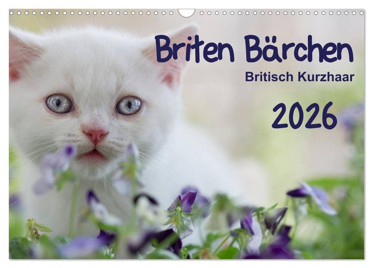 Produktbild: Briten B&auml;rchen &ndash; Britsch Kurzhaar 2026 (Wandkalender 2026 DIN A3 quer), CALVENDO Monatskalender