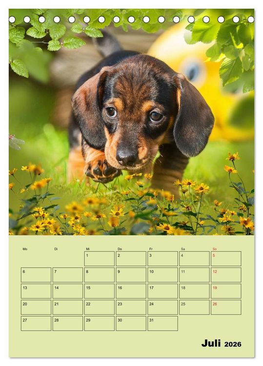 Produktbild: Dackeltr&auml;ume - Ein Familienplaner f&uuml;r das Jahr (Tischkalender 2026 DIN A5 hoch), CALVENDO Monatskalender