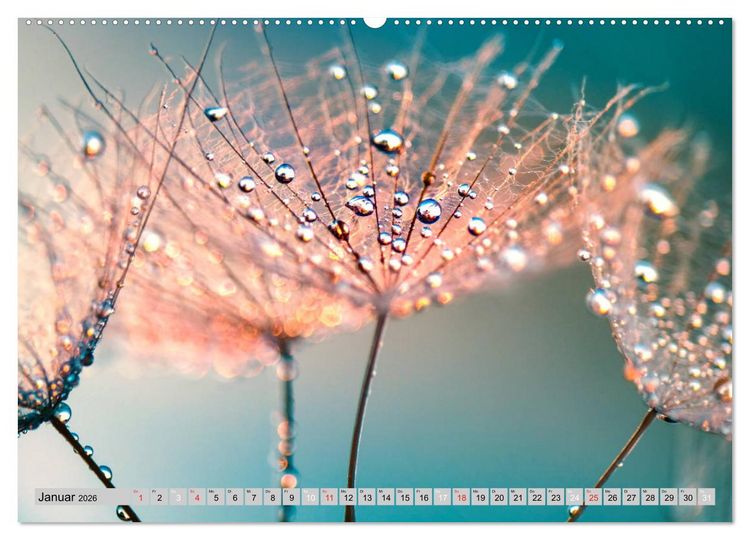 Produktbild: PusteblumenZauber (hochwertiger Premium Wandkalender 2026 DIN A2 quer), Kunstdruck in Hochglanz