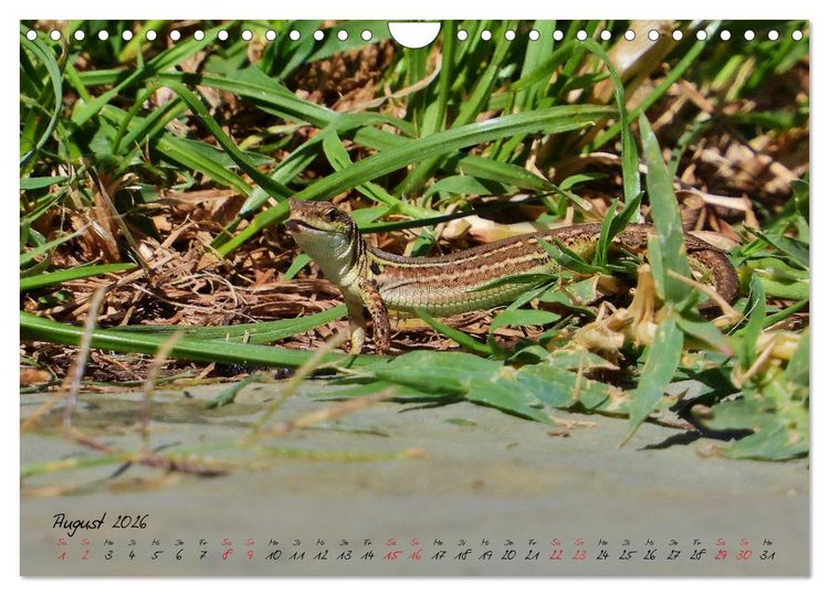 Produktbild: Wildes S&uuml;dfrankreich (Wandkalender 2026 DIN A4 quer), CALVENDO Monatskalender