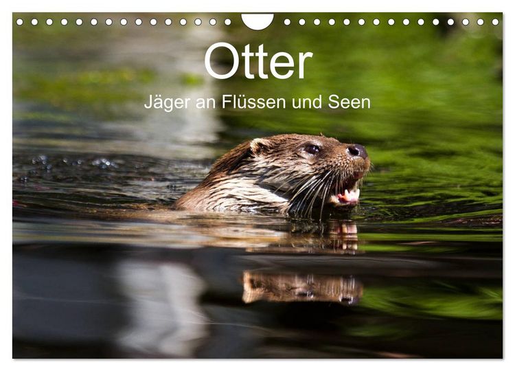 Produktbild: Otter - J&auml;ger an Fl&uuml;ssen und Seen (Wandkalender 2026 DIN A4 quer), CALVENDO Monatskalender