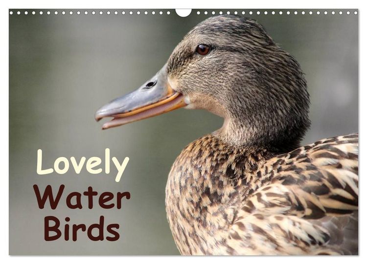 Produktbild: Lovely Water Birds (Wall Calendar 2027 DIN A3 landscape), CALVENDO 12 Month Wall Calendar