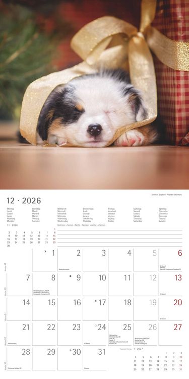 Produktbild: Welpen 2026 - Broschürenkalender 30x30 cm (30x60 geöffnet) - Kalender mit Platz für Notizen - Puppies - Hundekalender - Bildkalender - Wandkalender
