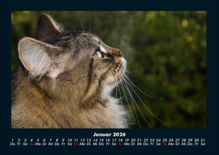 Produktbild: F&uuml;r Katzenfreunde 2026 Fotokalender DIN A4