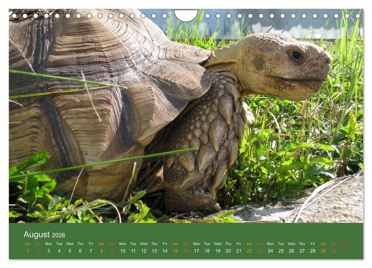 Produktbild: African spurred tortoises (Wall Calendar 2026 DIN A4 landscape), CALVENDO 12 Month Wall Calendar