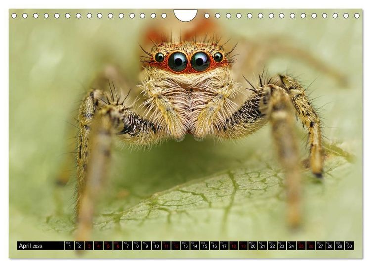 Produktbild: Jumping Spiders (Wall Calendar 2026 DIN A4 landscape), CALVENDO 12 Month Wall Calendar