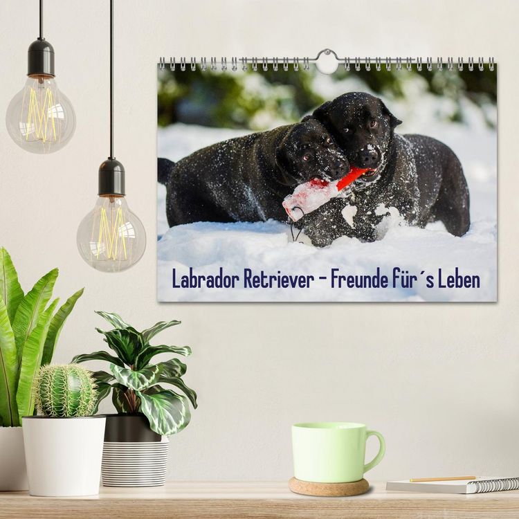 Produktbild: Labrador Retriever - Freunde f&uuml;r&acute;s Leben (Wandkalender 2026 DIN A4 quer), CALVENDO Monatskalender