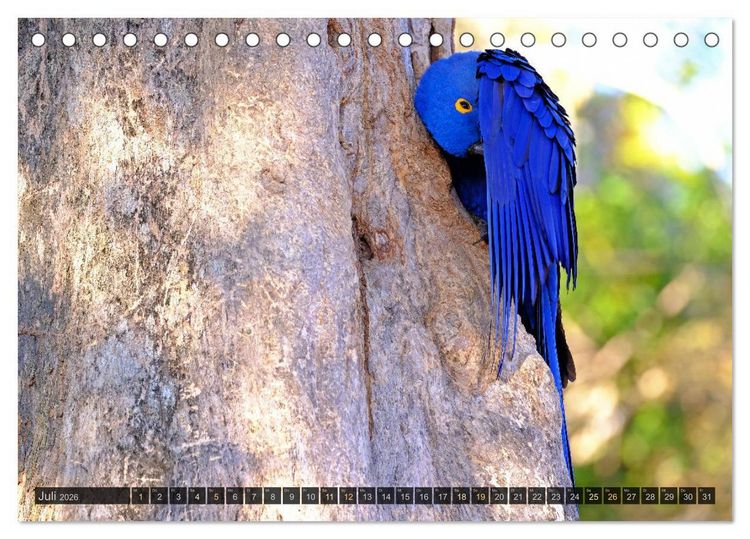 Produktbild: Tiere im Pantanal - viaje.ch (Tischkalender 2026 DIN A5 quer), CALVENDO Monatskalender