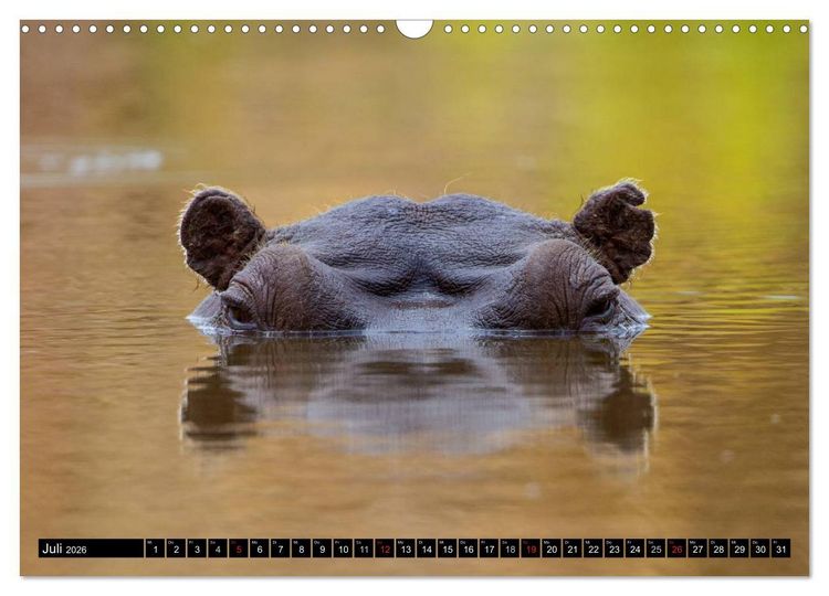 Produktbild: Safari durch das S&uuml;dliche Afrika (Wandkalender 2026 DIN A3 quer), CALVENDO Monatskalender