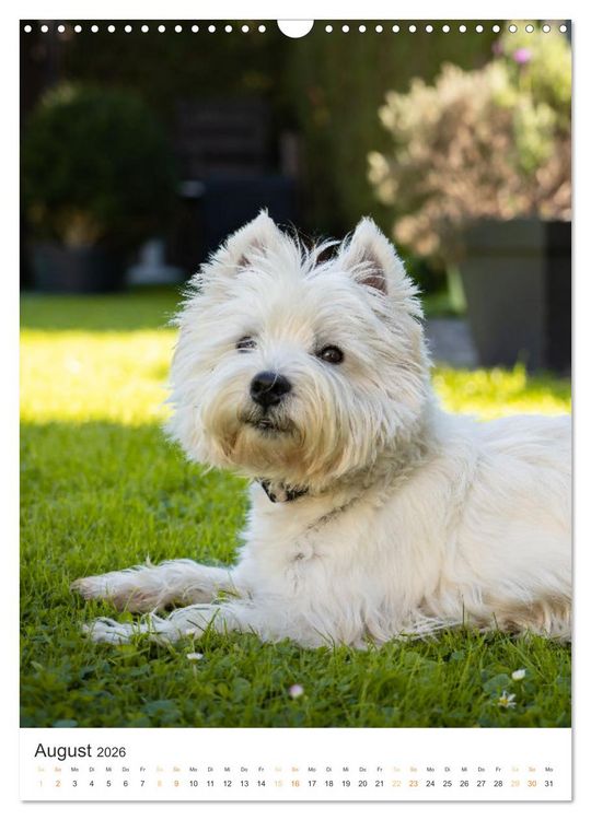Produktbild: Der Westie - Portrait eines West Highland White Terriers (Wandkalender 2026 DIN A3 hoch), CALVENDO Monatskalender