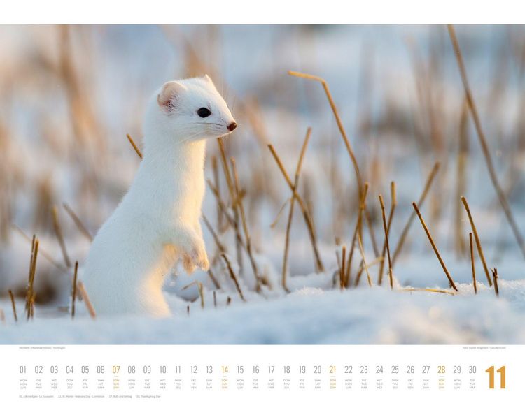 Produktbild: Tierwelt Skandinavien Kalender 2027