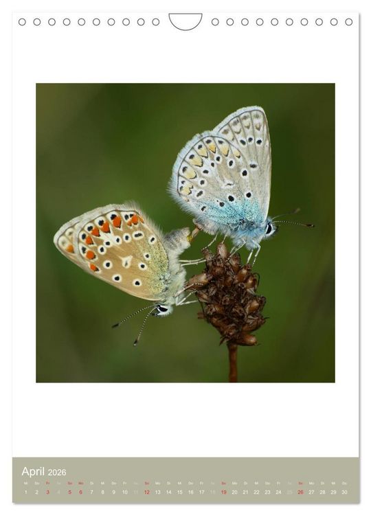 Produktbild: Artenvielfalt der Insekten (Wandkalender 2026 DIN A4 hoch), CALVENDO Monatskalender