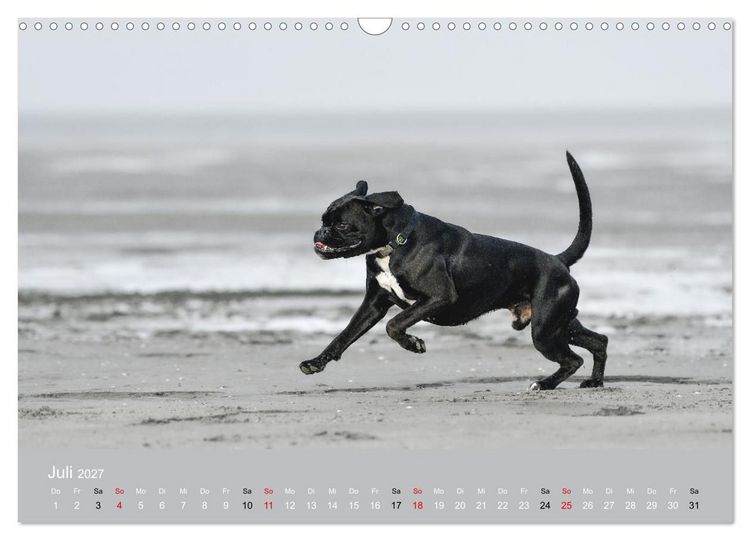 Produktbild: Boxer - charmante Herzensbrecher (Wandkalender 2027 DIN A3 quer), CALVENDO Monatskalender