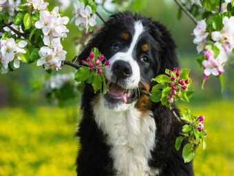 Produktbild: CALVENDO Puzzle Ein Motiv aus dem Kalender Treuer Freund Berner Sennenhund | 1000 Teile Lege-Gr&ouml;&szlig;e 64x48cm Foto-Puzzle f&uuml;r gl&uuml;ckliche Stunden