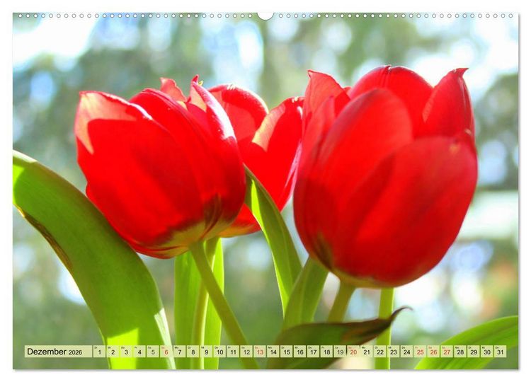 Produktbild: Tulpen. Zauberhafte Bl&uuml;tenpracht (Wandkalender 2026 DIN A2 quer), CALVENDO Monatskalender
