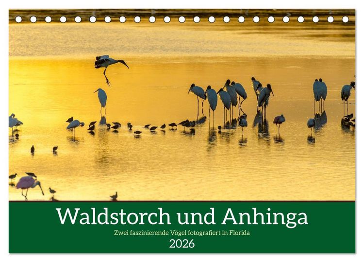 Produktbild: Waldstorch und Anhinga (Tischkalender 2026 DIN A5 quer), CALVENDO Monatskalender