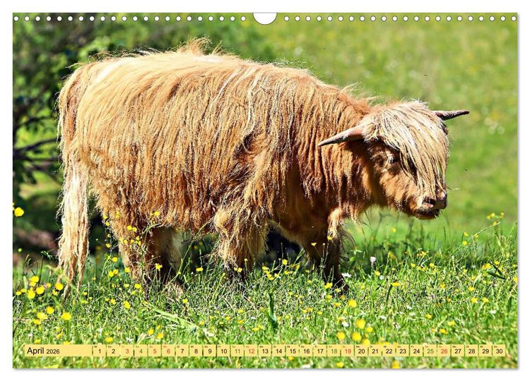 Produktbild: Highland Cattle, die Hochlandrinder aus Pfeffingen (Wandkalender 2026 DIN A3 quer), CALVENDO Monatskalender