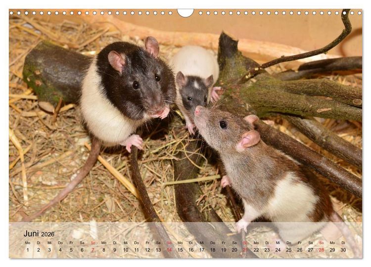 Produktbild: Ratten - Gelehrige Haustiere (Wandkalender 2026 DIN A3 quer), CALVENDO Monatskalender