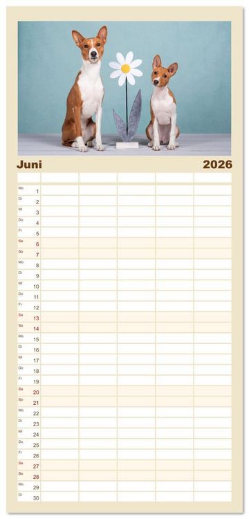 Produktbild: Familienplaner 2026 - Der Basenji mit 5 Spalten (Wandkalender, 21 x 45 cm) CALVENDO