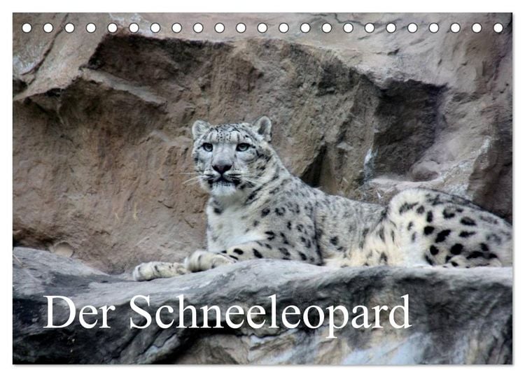Produktbild: Der Schneeleopard (Tischkalender 2026 DIN A5 quer), CALVENDO Monatskalender