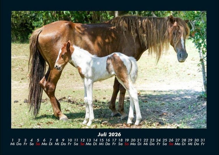 Produktbild: Pferdegefl&uuml;ster 2026 Fotokalender DIN A4