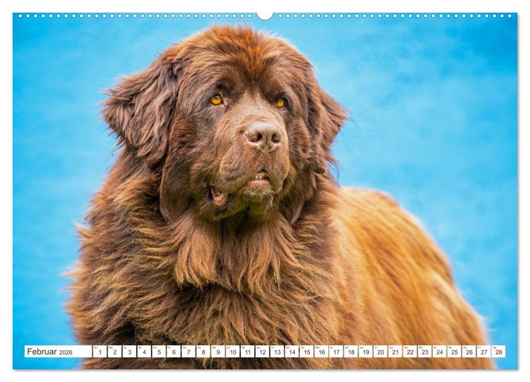 Produktbild: Neufundl&auml;nder - Kleine Weltentdecker (Wandkalender 2026 DIN A2 quer), CALVENDO Monatskalender