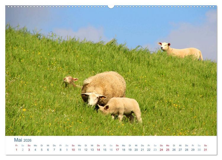 Produktbild: Schafe am Deich 2026. Tierische Impressionen von der Nordseek&uuml;ste (hochwertiger Premium Wandkalender 2026 DIN A2 quer), Kunstdruck in Hochglanz