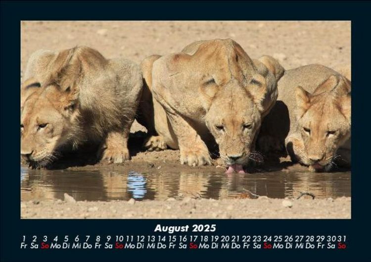 Produktbild: L&ouml;wen in der Wildnis 2025 Fotokalender DIN A5