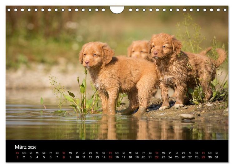 Produktbild: Toller - Nova Scotia Duck Tolling Retriever (Wandkalender 2026 DIN A4 quer), CALVENDO Monatskalender