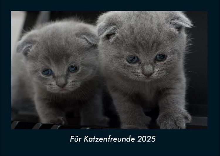 Produktbild: F&uuml;r Katzenfreunde 2025 Fotokalender DIN A4