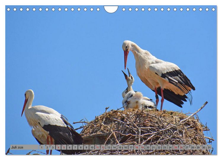 Produktbild: Zu Gast bei Familie Storch (Wandkalender 2026 DIN A4 quer), CALVENDO Monatskalender