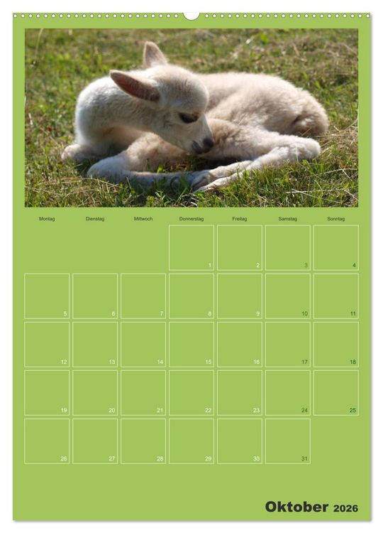 Produktbild: Alpakas zum Verlieben (Wandkalender 2026 DIN A2 hoch), CALVENDO Monatskalender