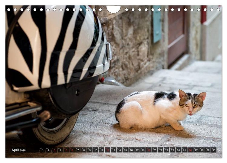 Produktbild: Die Katzen von Rovinj (Wandkalender 2026 DIN A4 quer), CALVENDO Monatskalender