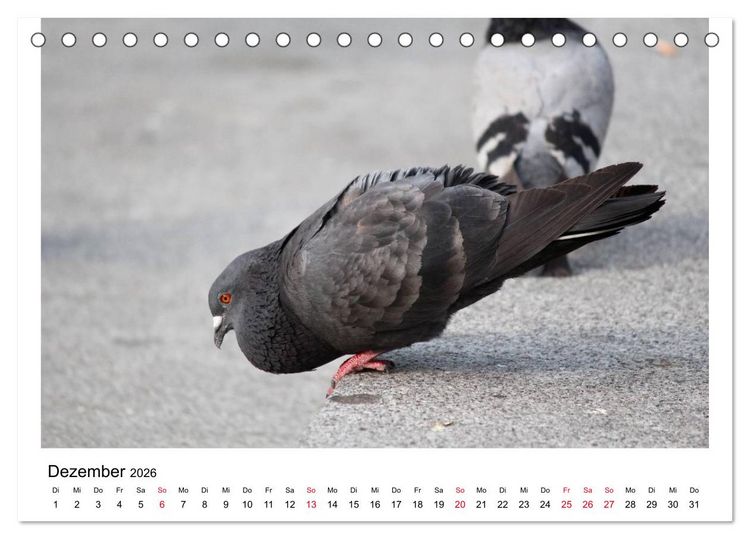 Produktbild: Geliebte Tauben (Tischkalender 2026 DIN A5 quer), CALVENDO Monatskalender