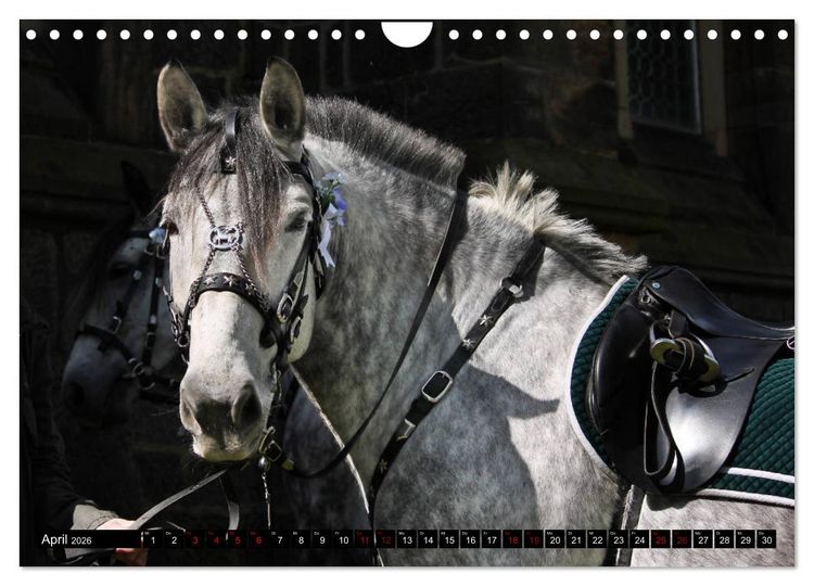Produktbild: Schwere Warmbl&uuml;ter 2026 (Wandkalender 2026 DIN A4 quer), CALVENDO Monatskalender