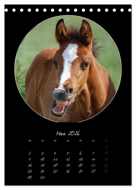 Produktbild: Crazy horses (Tischkalender 2026 DIN A5 hoch), CALVENDO Monatskalender